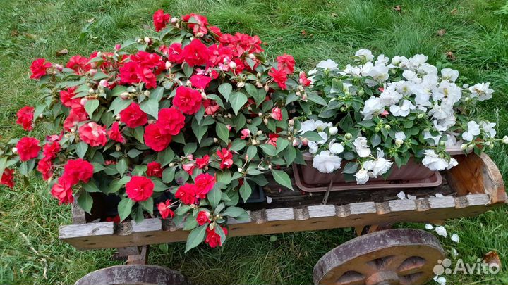 Бальзамин ампельный махровый