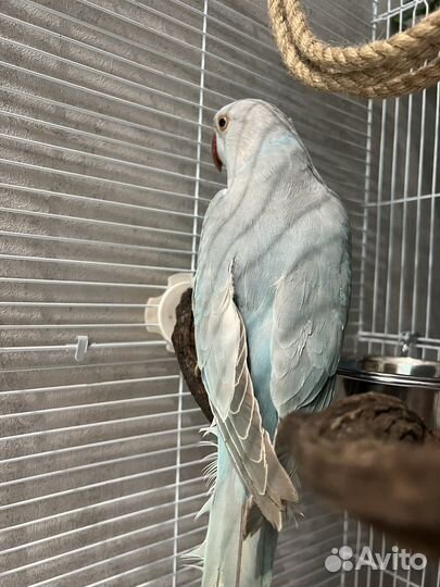 Ожереловый попугай самец