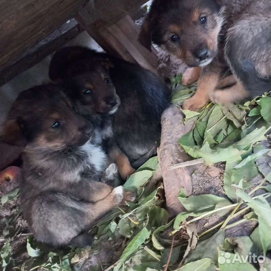 Отдам в добрые руки