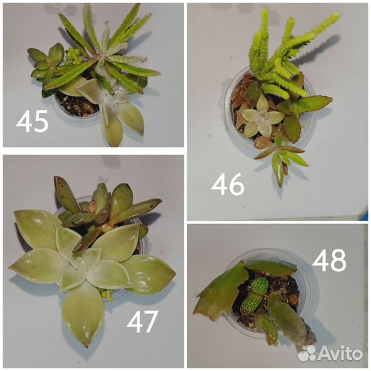 Комнатные растения и суккуленты