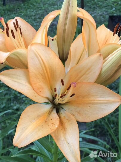 Цветы садовые многолетники