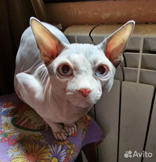 Канадский сфинкс