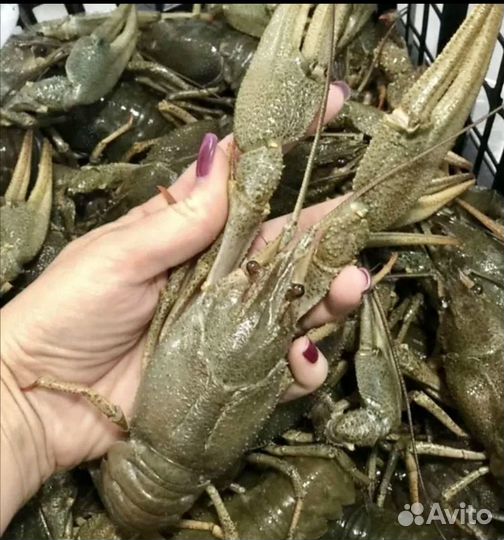 Башкирские Живые Раки