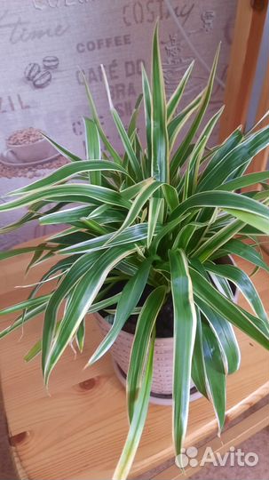 Хлорофитум Лаксум