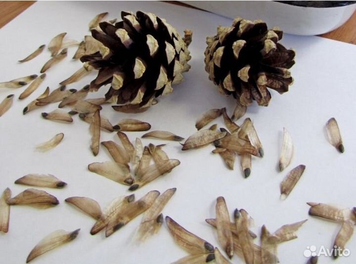 Семена / Ель обыкновенная