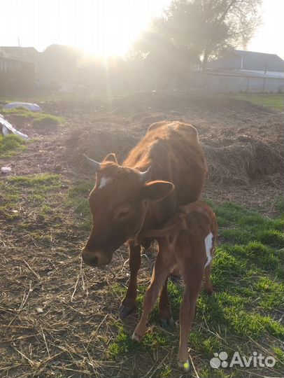 Телка и теленок