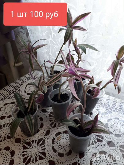 Традесканция зебрина фиолетовая