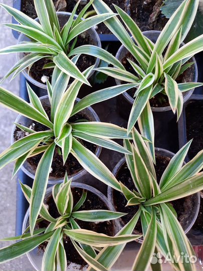 Укорененные детки Хлорофитум хохлатый