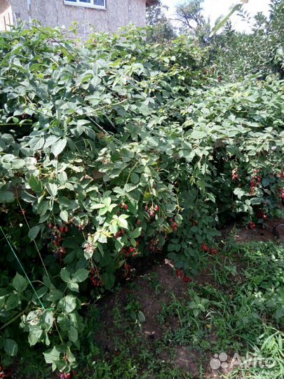 Ежевика спелая