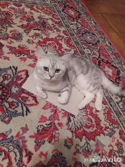 Британец вязка