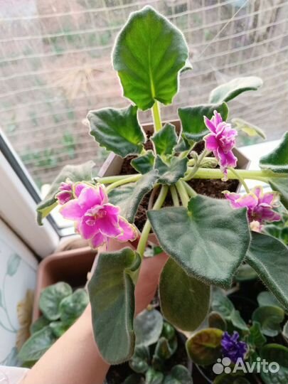 Фиалки цветущие в горшке