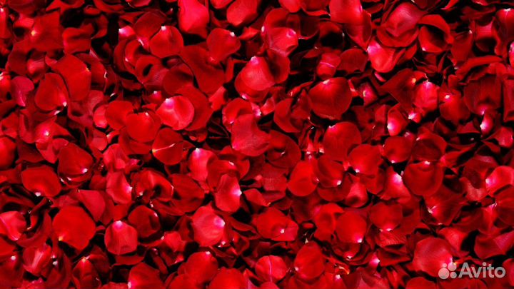 Лепестки роз красные бесплатно