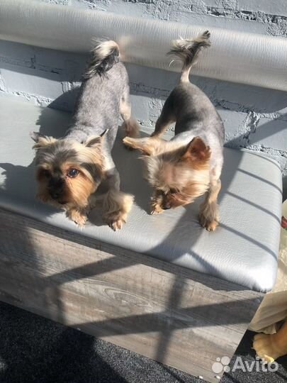 Стрижка кошек и собак