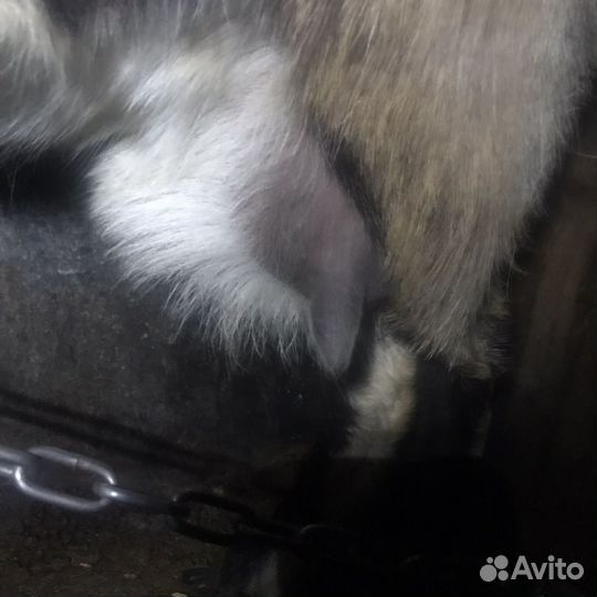 Коза нубийская