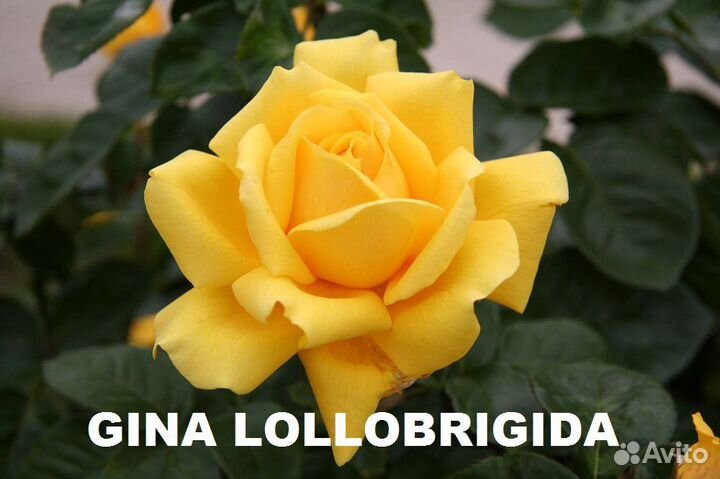 Роза саженцы для сада