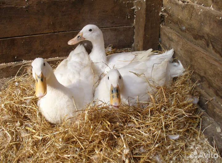 Утки черри- велли