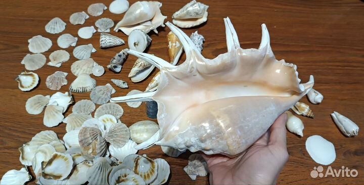 Ракушки морские