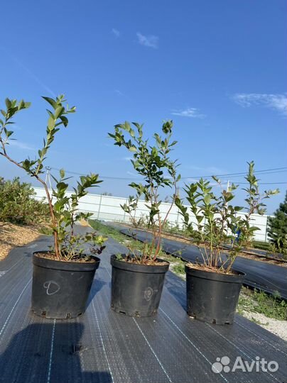 Саженцы 3-х летние блюкроп голубика (70-95 см)