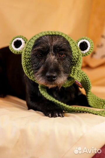 Жесткошёрстная такса метис маленькая собака в дар