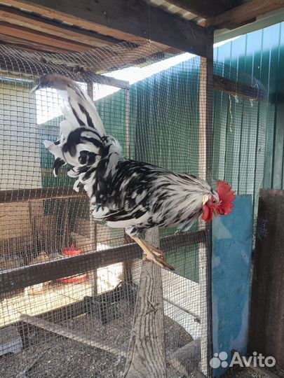 Петух леггорн далматинец