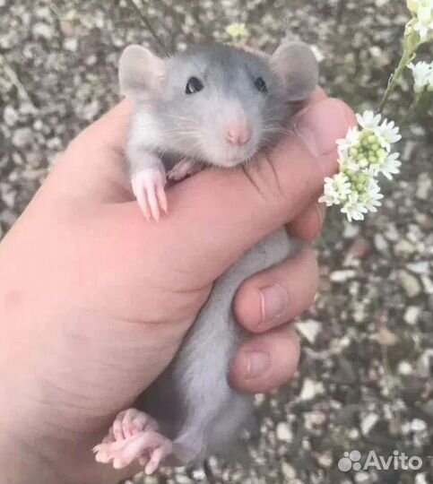 Крыса дамбо