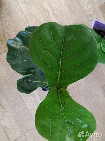 Фикус лировидный колумнарис