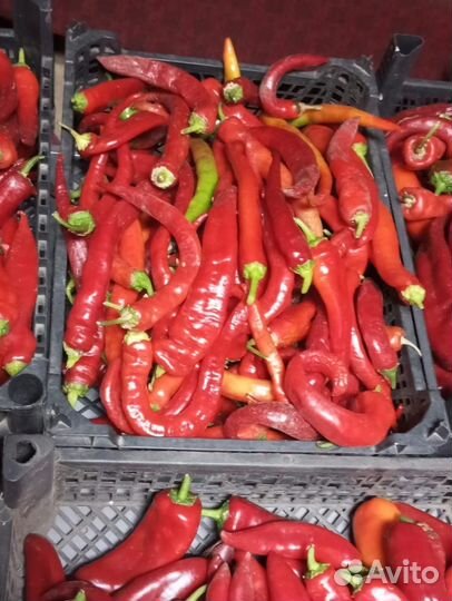 Перец острый, пикантный, Чили