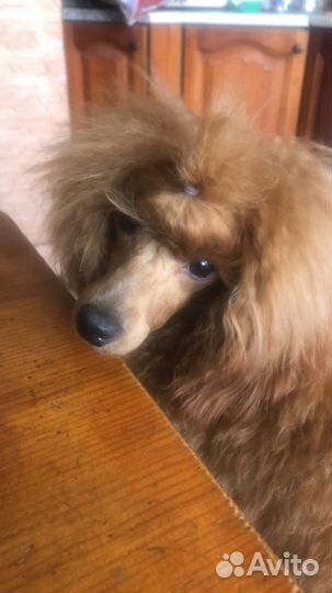 Грумминг собак