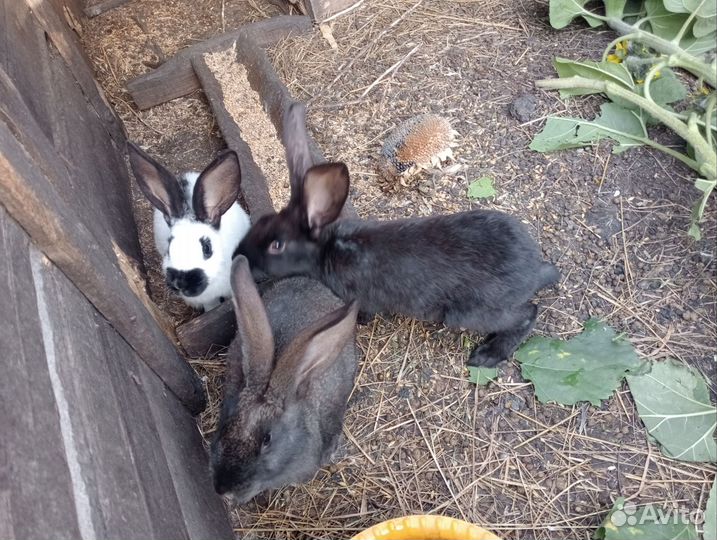 Кролик строкач