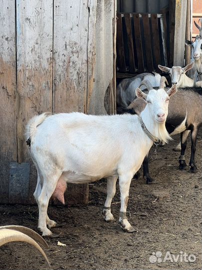 Козел на племя