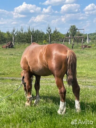 Жеребец тяжеловоз