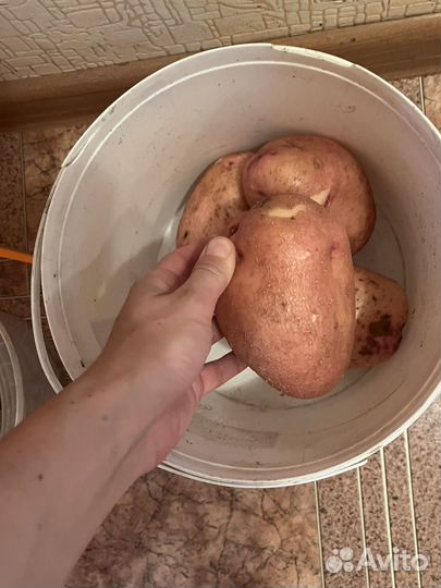 Сынок Семена картофеля