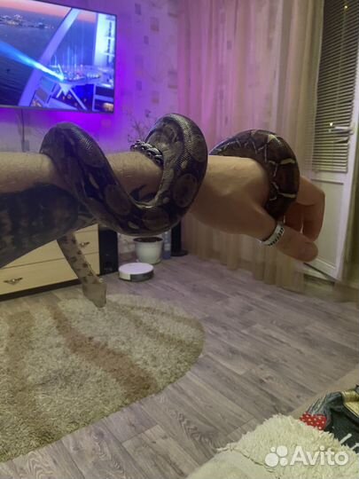 Императорский удав