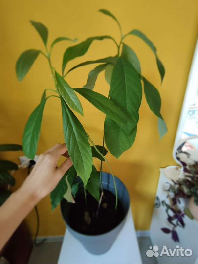 Авакадо дерево