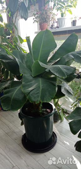 Комнатные растения цветы большие