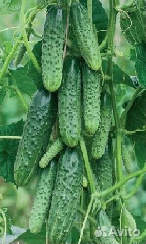 Супер ранние семена Сибирская Гирлянда