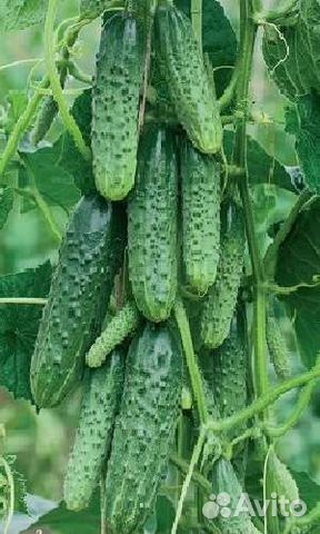 Супер ранние семена Сибирская Гирлянда