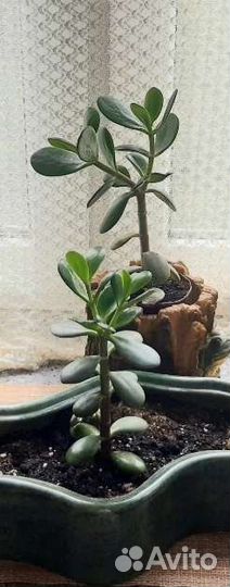 Денежное дерево. Толстянка