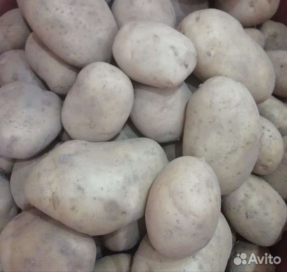 Продам картофель