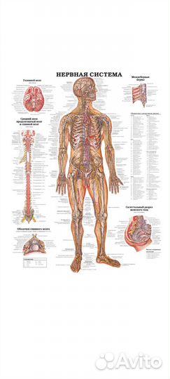Атлас по анатомии