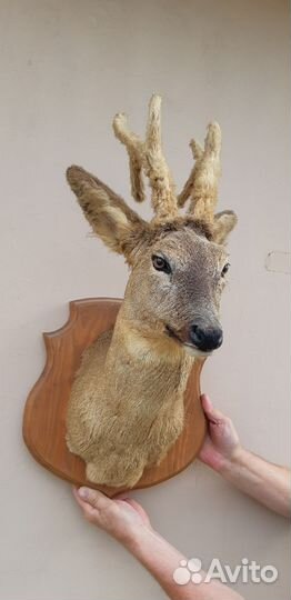 Чучело косули