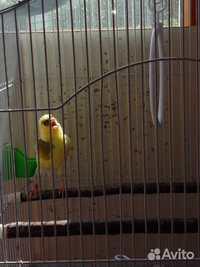 Кенара и канарейки