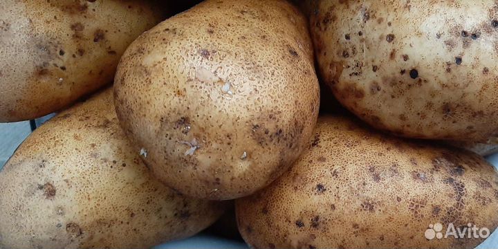 Картофель