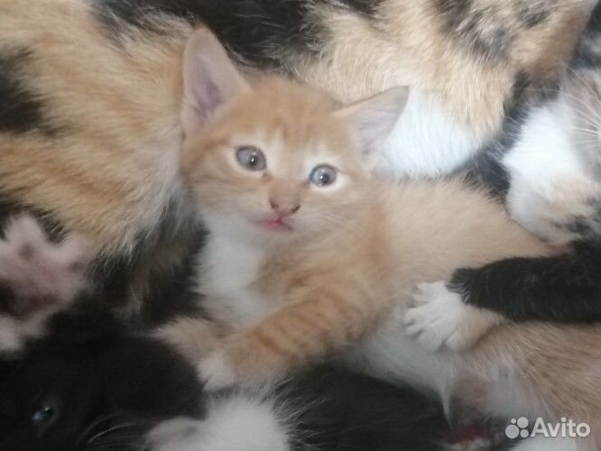 Котята