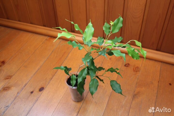 Фикус бенджамина
