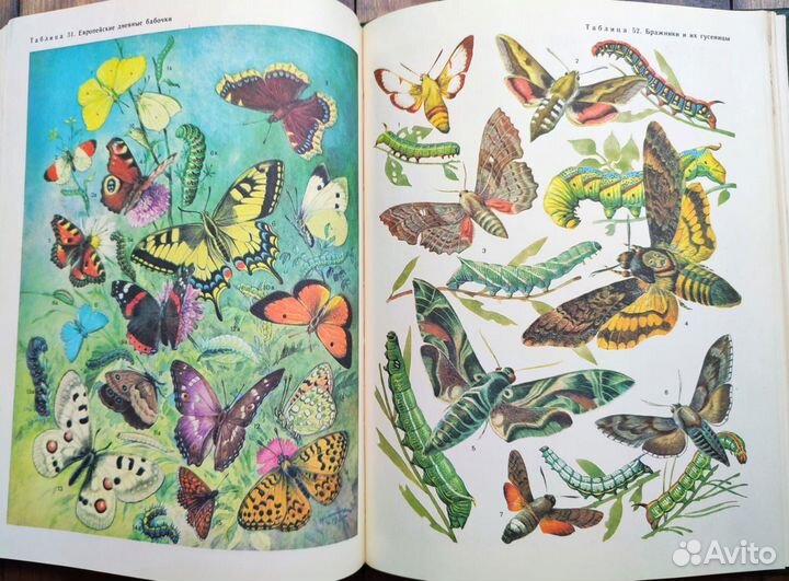 Книга насекомые