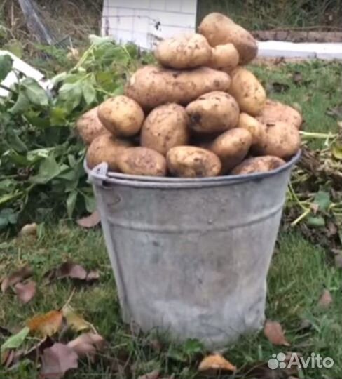 Продам картофель с доставкой