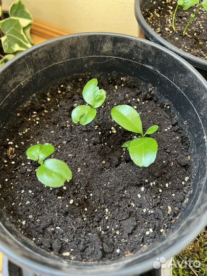 Замиокулькас,орихидеи,традесканции,мандарины