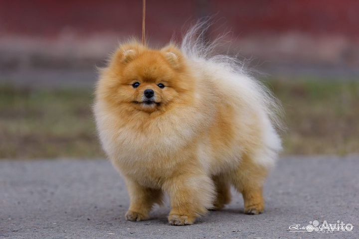 Открыт для вязок