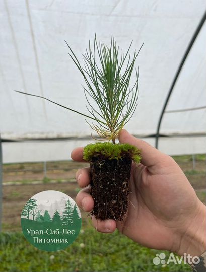 Зкс Сосна сеянцы Ели Лиственницы окс Голуб Горная
